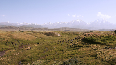 Pâturage au Kirghizistan