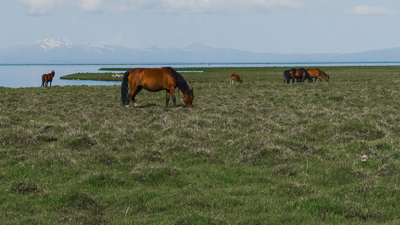 Paturâge kirghize proche du lac Son Kul