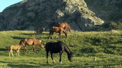 Les chevaux