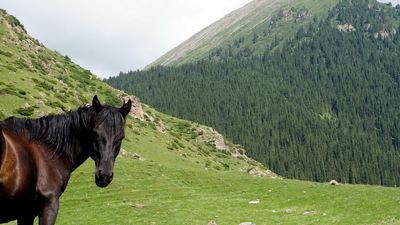Кыргызские лошади